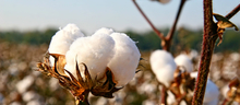  cotton plant responsibility_Wendler